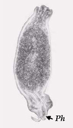 Dactylogyrid