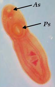 Clinostomum