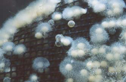 Oomycete fungi (b)
