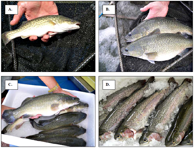 4 fish