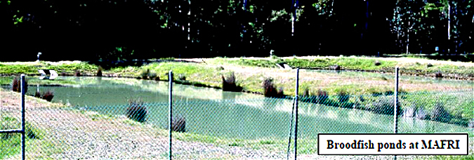 broodfish ponds at MAFRI