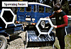 spawning boxes