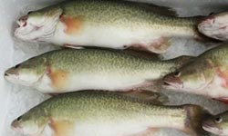 Murray cod produced by aquaculture