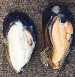 Mussels