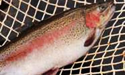 Photograph of farm grown rainbow trout