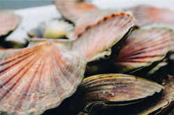 Scallop shell