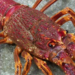 Photo of a rock lobster