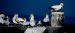 Gannets at Popes Eye platform