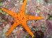 Seastar by Perry Davis