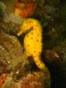  Big bellied seahorse by Perry Davis