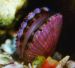 Scallop by Christine Walsh