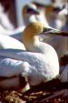Gannet and chick at Popes Eye