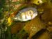 Pufferfish by Perry Davis