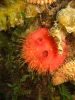 Golf ball sponge by Perry Davis