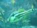 Leatherjacket by Perry Davis