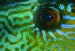 Leatherjacket eye by Christine Walsh