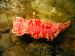 Nudibranch by Perry Davis