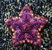 Biscuit sea star