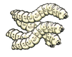 barbl_grub