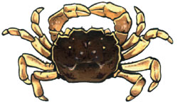 crab