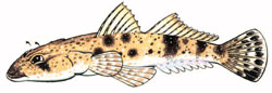 flathead_illustration