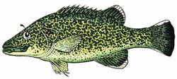 murray cod Illustration