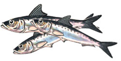 pilchards