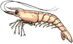 prawn