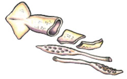 squid