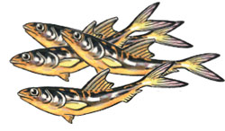 whitebait