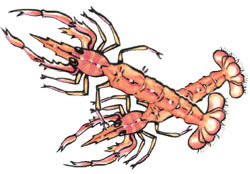 yabbies