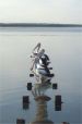 Pelicans in Swan Bay