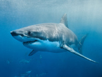 Shark Identification & Facts
