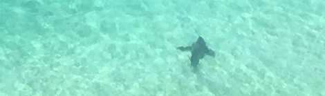 A shark submerged under the water near a beach.