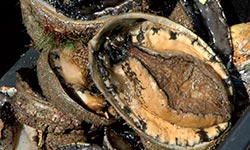 Abalone