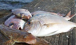 Fish on a pier