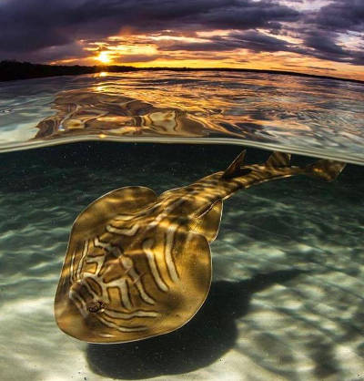 Stingray