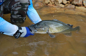 The Freshwater Fisheries Management Plan is a new statewide approach to building better fisheries by bringing together fish, land and water management. Credit: Marc Ainsworth