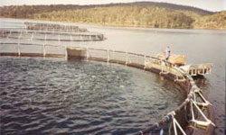 Cage unit in Tasmania