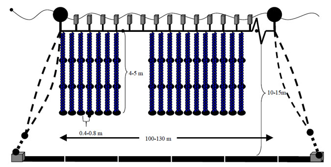 Side view of mussel longline