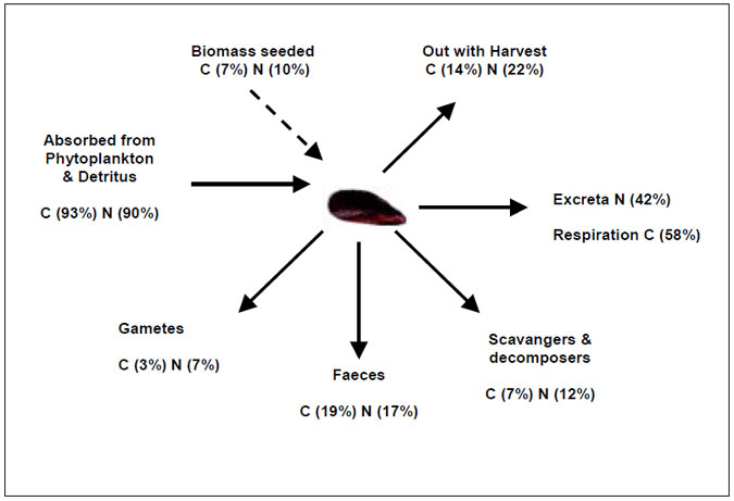 carbon and Nitrogen flow diagram