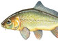 Illustration of a Carp