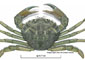 Illustration of crab