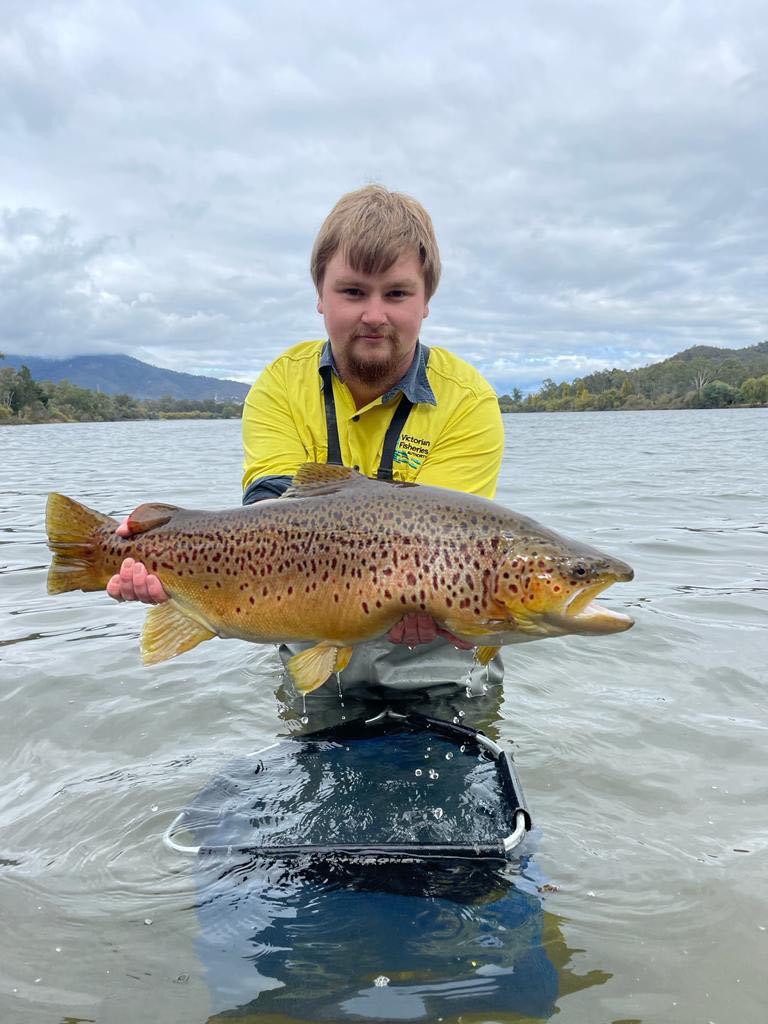 Trout