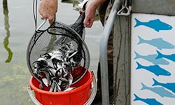 Chinook salmon going into bucket