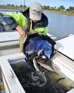 Trout stocking