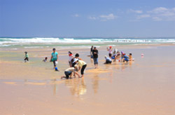 Pipi collecting at Venus Bay is a summer family activity
