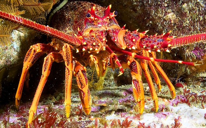 Lobster Underwater