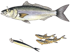 Australian salmon