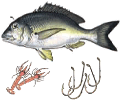 Bream